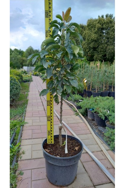 Груша колоновидна Сапфіра осіння  - 7.5л/вис.70-80см/Ø20-30см